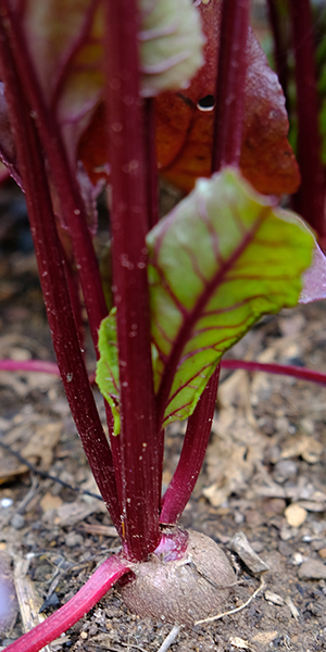 fresh-chef-our-roots-beet